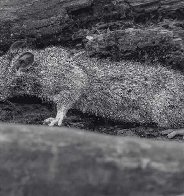 Is Rat Bite Dangerous to Human | Do Rat Bite Cause Rabies - Innovative Pest Pte Ltd Is Rat Bite Dangerous to Human | Do Rat Bite Cause Rabies