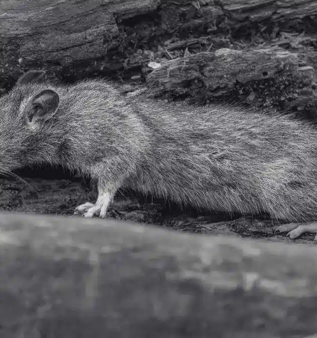 Is Rat Bite Dangerous to Human | Do Rat Bite Cause Rabies