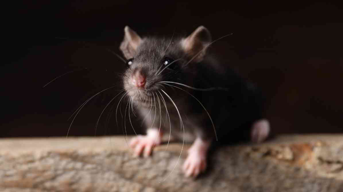 Is Rat Bite Dangerous to Human Rat Borne Diseases - Innovative Pest Pte Ltd Is Rat Bite Dangerous to Human Rat Borne Diseases