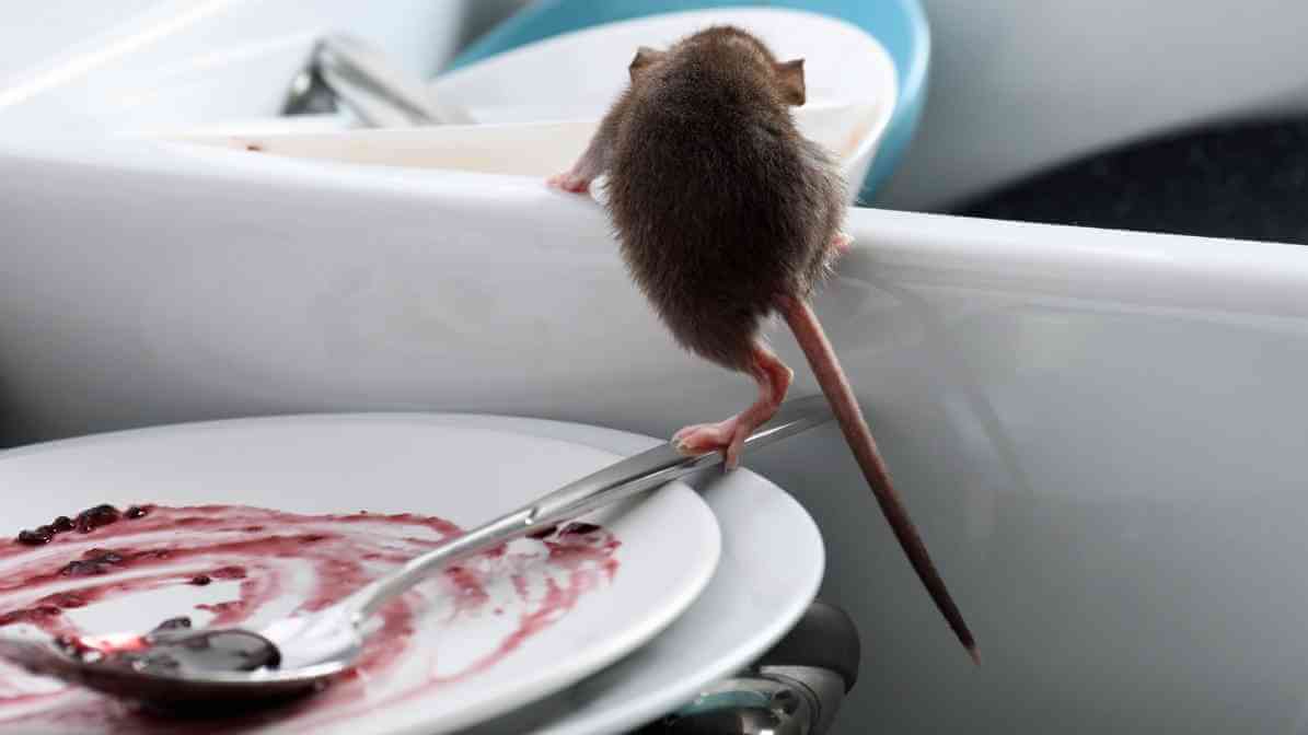 Learn More About Rodent Control Singapore Worst Nightmare - Contaminate Food