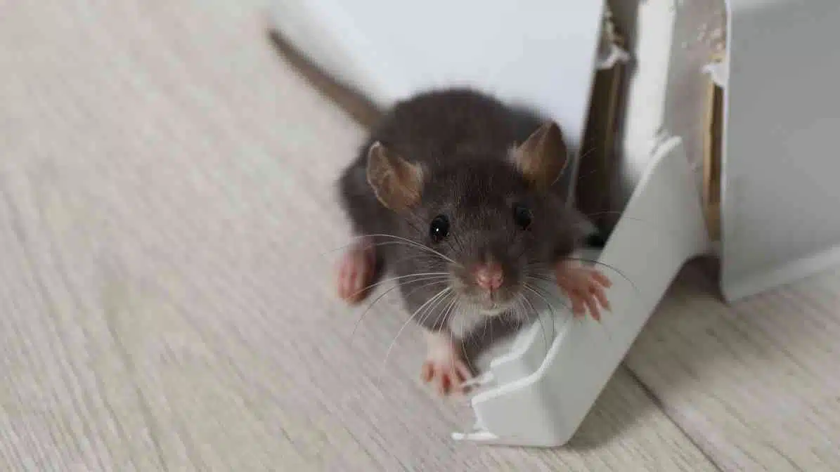 Learn More About Rodent Control SingaporeWorst Nightmare - Damage Property - Innovative Pest Pte Ltd