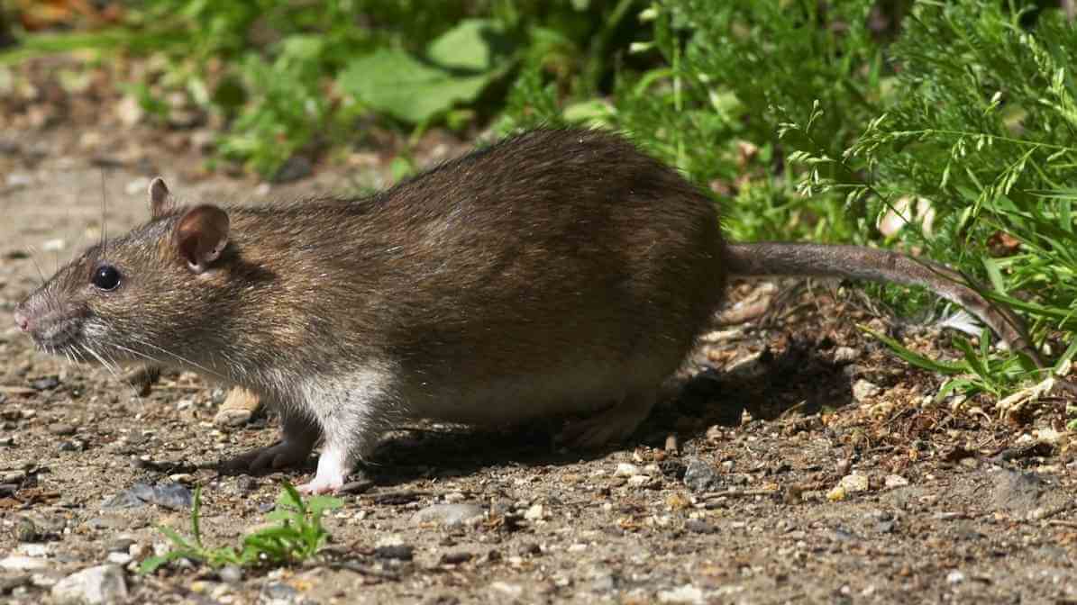 Learn More About Rodent Control Singapore Worst Nightmare - Norway rat Rattus norvegicus