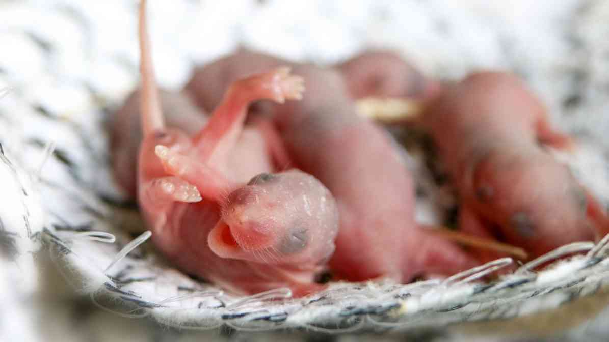 Learn More About Rodent Control Singapore Worst Nightmare - Reproductive Rate
