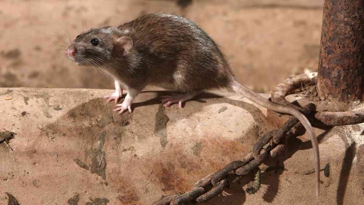 Learn More About Rodent Control Singapore Worst Nightmare - Roof rat Rattus rattus