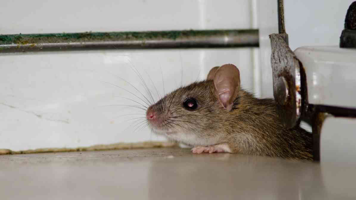 Learn More About Rodent Control Singapore Worst Nightmare - Small Holes in Walls