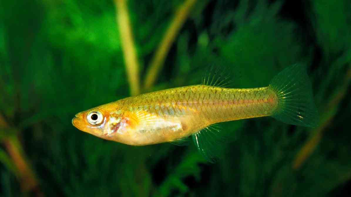 Mosquito Control Solutions for Your Premises - Gambusia Fish
