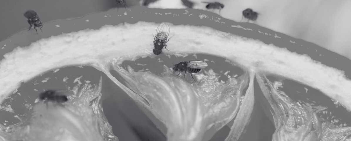 Powerful Tips to Detect and Stop Fruit Fly Infestation - Innovative Pest Pte Ltd Powerful Tips to Detect and Stop Fruit Fly Infestation