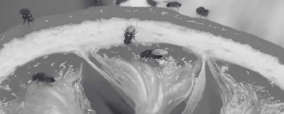 Powerful Tips to Detect and Stop Fruit Fly Infestation