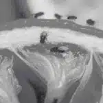 Powerful Tips to Detect and Stop Fruit Fly Infestation - Innovative Pest Pte Ltd Powerful Tips to Detect and Stop Fruit Fly Infestation