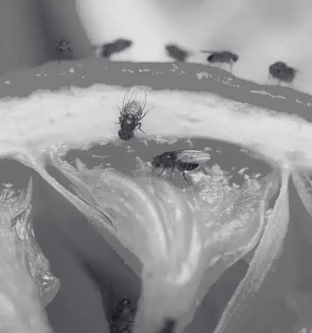 Powerful Tips to Detect and Stop Fruit Fly Infestation