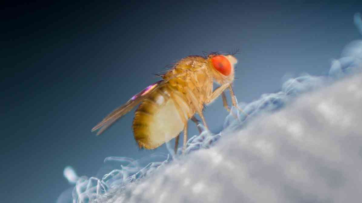 Powerful Tips to Detect and Stop Fruit Fly Infestation - Adult Fruit Fly - Innovative Pest Pte Ltd Powerful Tips to Detect and Stop Fruit Fly Infestation - Adult Fruit Fly