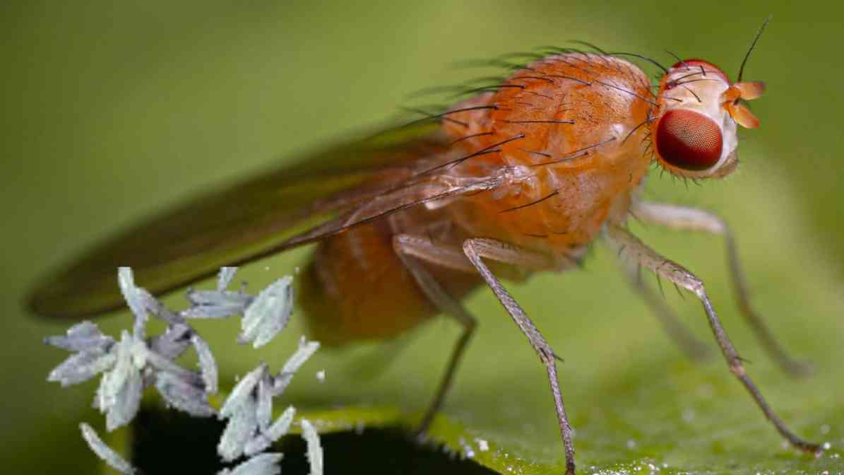 Powerful Tips to Detect and Stop Fruit Fly Infestation - Fly Eggs - Innovative Pest Pte Ltd Powerful Tips to Detect and Stop Fruit Fly Infestation - Fly Eggs