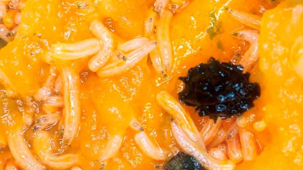 Powerful Tips to Detect and Stop Fruit Fly Infestation - Fly Larvae Maggots - Innovative Pest Pte Ltd