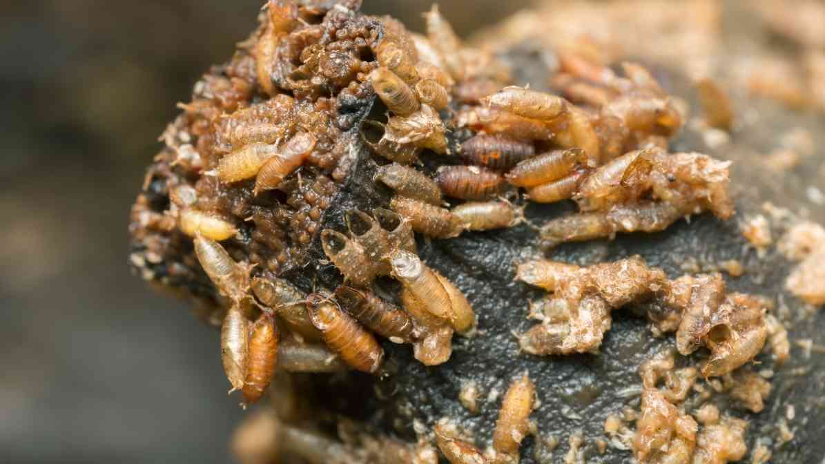 Powerful Tips to Detect and Stop Fruit Fly Infestation - Fly Pupae - Innovative Pest Pte Ltd Powerful Tips to Detect and Stop Fruit Fly Infestation - Fly Pupae