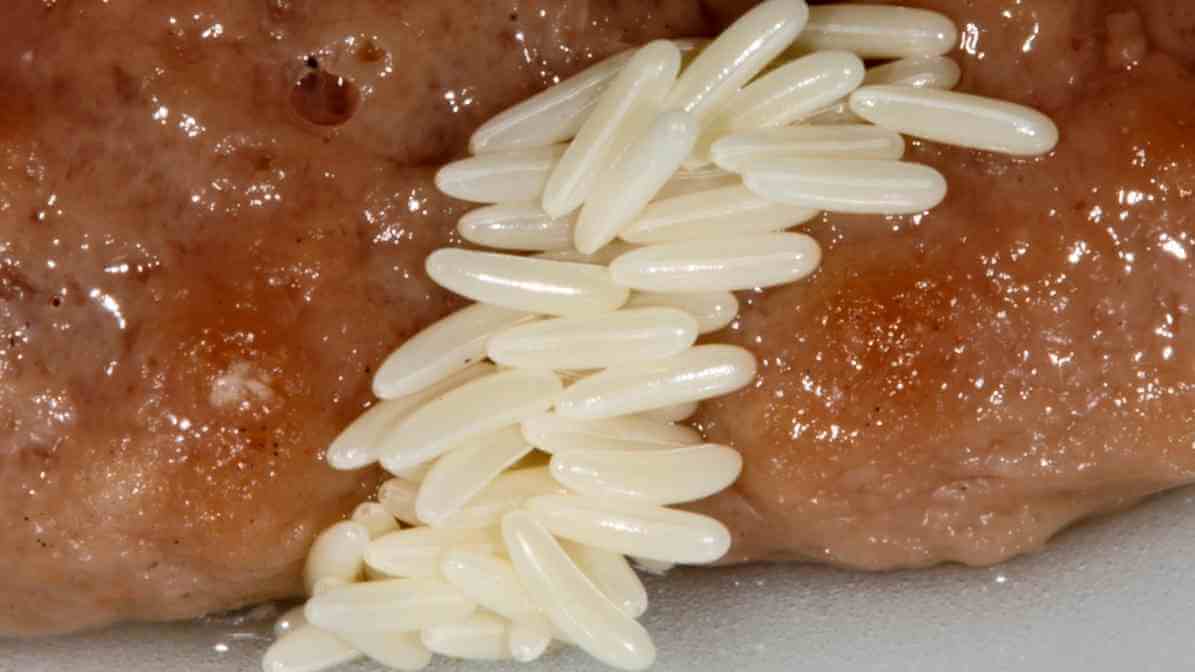 Signs of Fly Infestation - Eggs - Innovative Pest Pte Ltd
