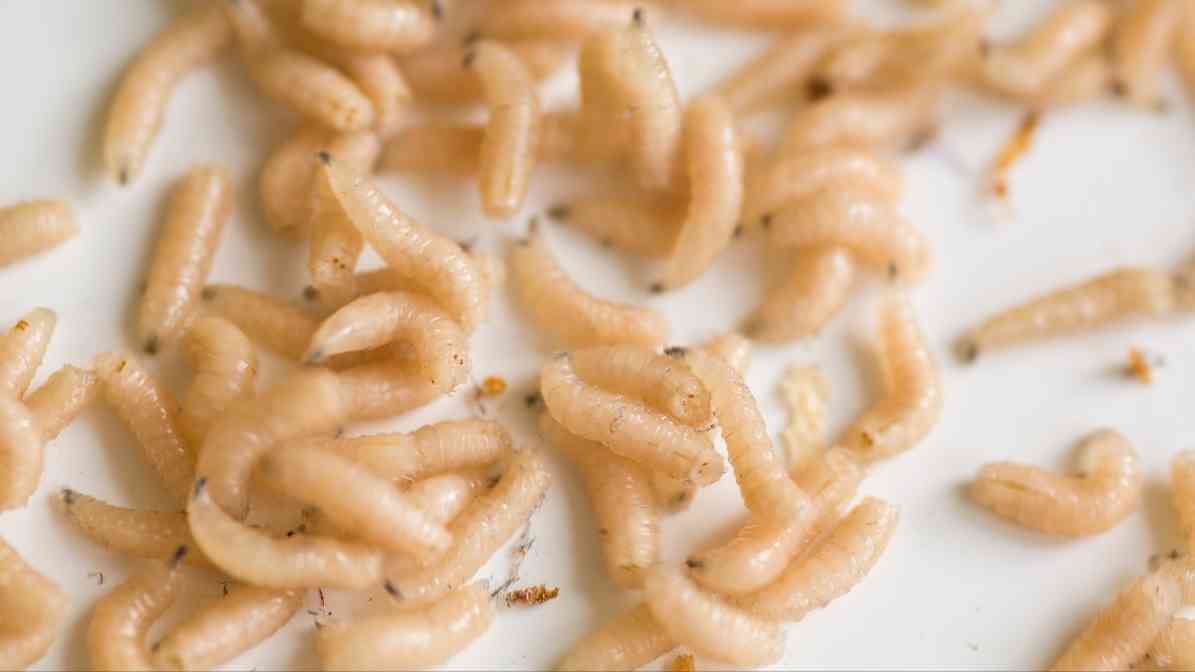 Signs of Fly Infestation - Presence of Larvae - Innovative Pest Pte Ltd