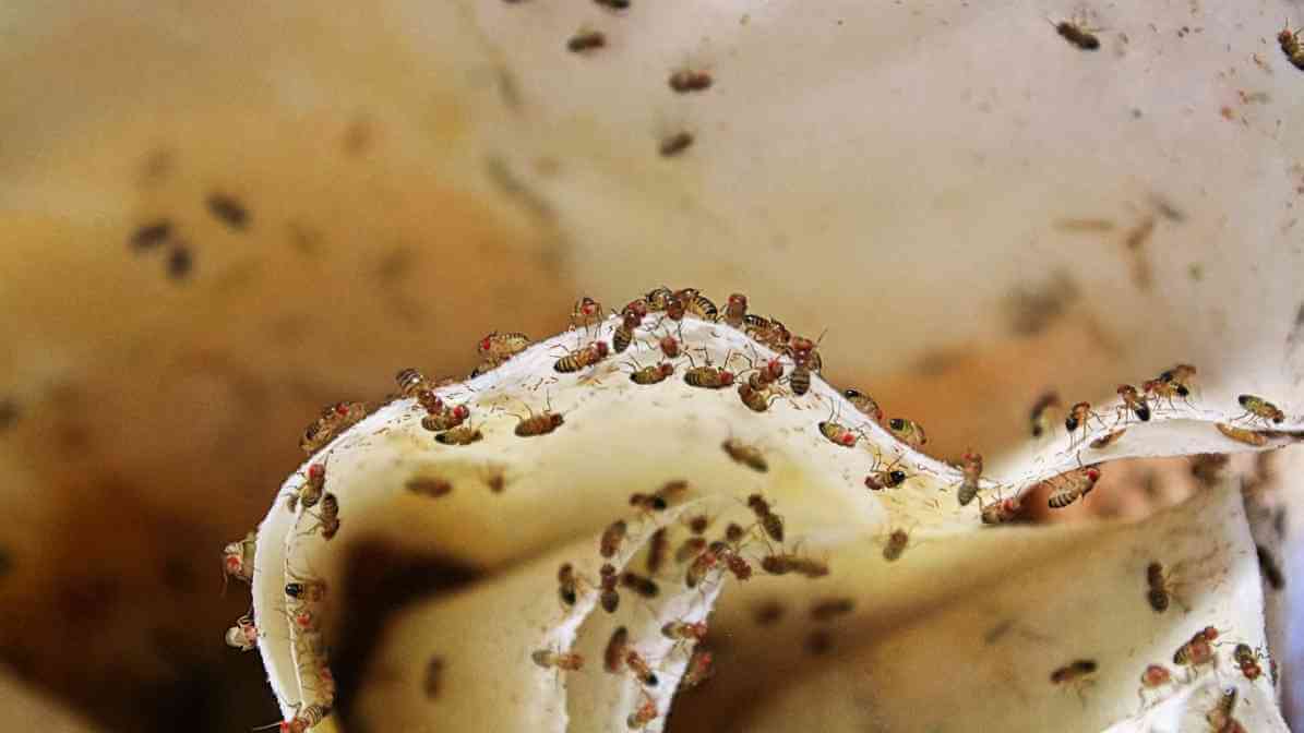 Signs of Fly Infestation - Sighting of Flies - Innovative Pest Pte Ltd Signs of Fly Infestation - Sighting of Flies