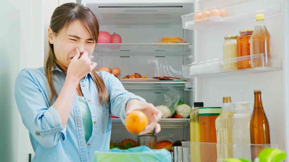 Signs of Fly Infestation - Unpleasant Odour - Innovative Pest Pte Ltd Signs of Fly Infestation - Unpleasant Odour