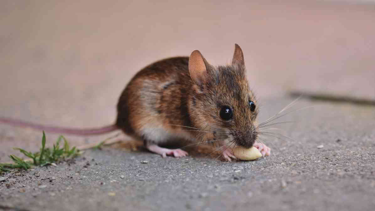 Spot The Key Difference Between Rats and Mice - Mice Size and Appearance - Rats Size and Appearance - Mice Ears and Tail