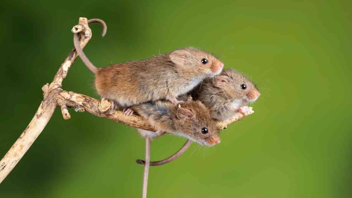 Spot The Key Difference Between Rats and Mice - Mice Size and Appearance - Rats Size and Appearance - Rats Ears and Tail Mice Colour and Texture - Mice Colour and Texture