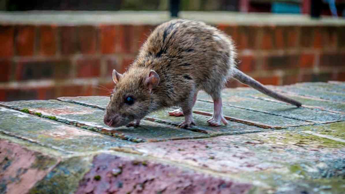 Spot The Key Difference Between Rats and Mice - Mice Size and Appearance - Rats Size and Appearance - Rats Ears and Tail - Rat Colour and Texture