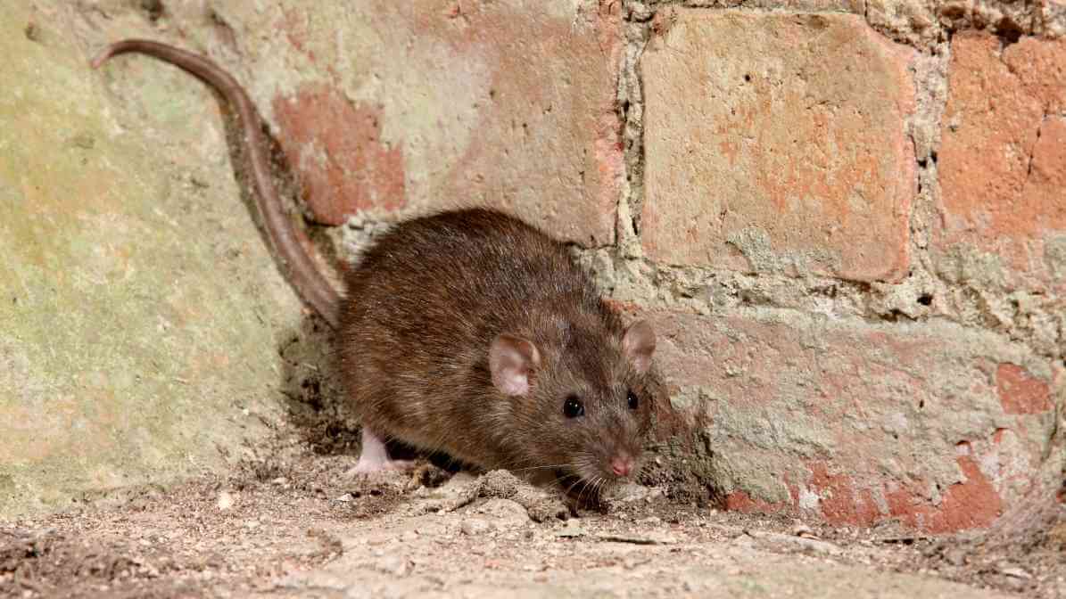 Spot The Key Difference Between Rats and Mice - Mice Size and Appearance - Rats Size and Appearance - Rats Ears and Tail