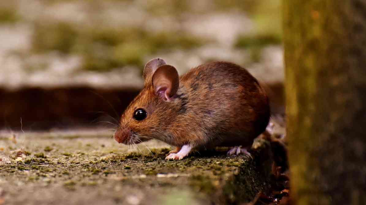 Spot The Key Difference Between Rats and Mice - Mice Size and Appearance