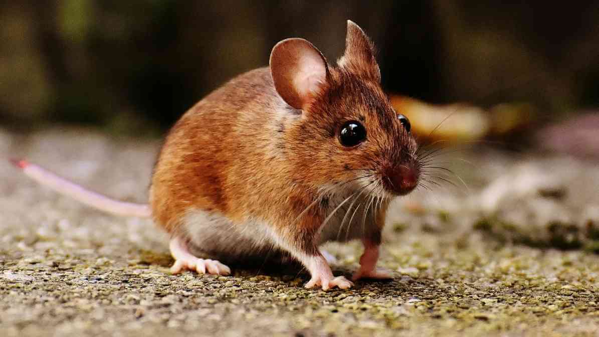 The Difference Between Rats and Mice - House Mouse