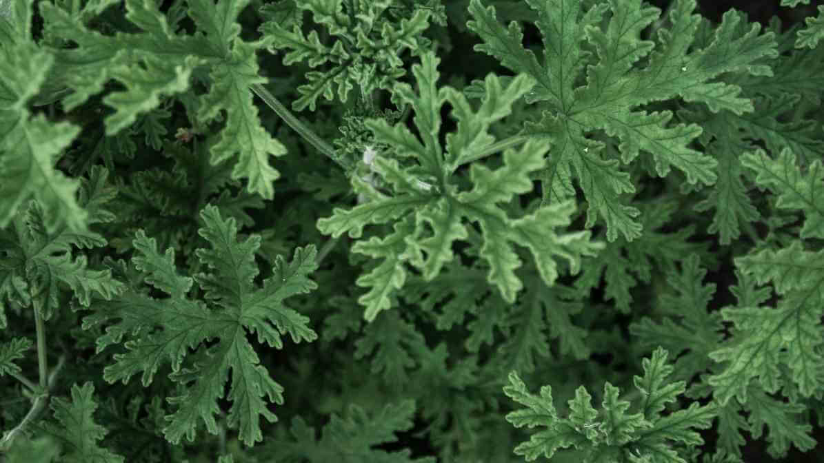 The Expert Guide to Prevent Mosquito Breeding and Bites - Citronella Plant - Innovative Pest Pte Ltd The Expert Guide to Prevent Mosquito Breeding and Bites - Citronella Plant