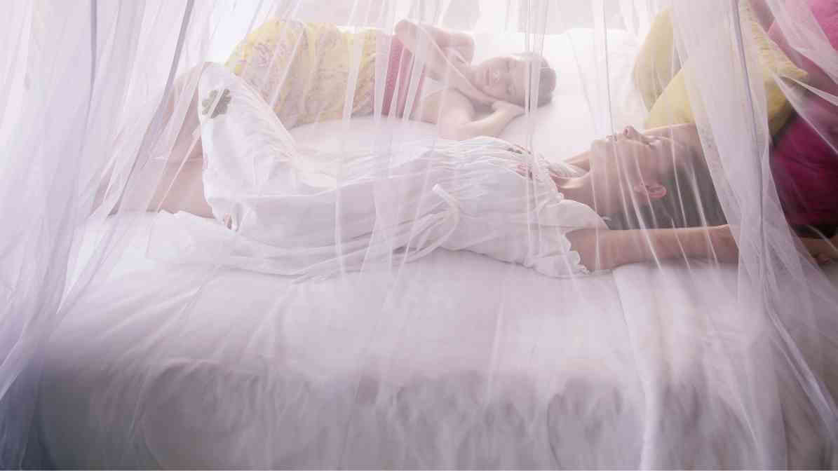 The Expert Guide to Prevent Mosquito Breeding and Bites - Mosquito Nets - Innovative Pest Pte Ltd The Expert Guide to Prevent Mosquito Breeding and Bites - Mosquito Nets
