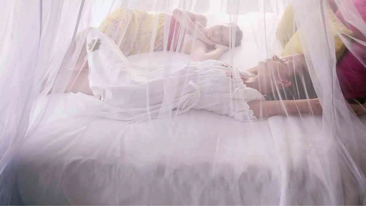 The Expert Guide to Prevent Mosquito Breeding and Bites - Mosquito Nets - Innovative Pest Pte Ltd The Expert Guide to Prevent Mosquito Breeding and Bites - Mosquito Nets