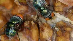 The Future of InnoFly Uv Light Fly Trap A Flying Insect Trapping Technology - Innovative Pest Pte Ltd The Future of InnoFly Uv Light Fly Trap A Flying Insect Trapping Technology