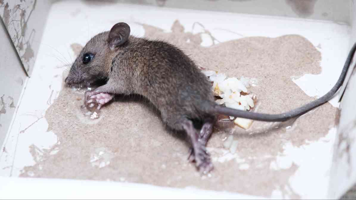 Top News - Rats Burrows and Rats Infestation in Singapore - Glue Trap - Innovative Pest Pte Ltd Top News - Rats Burrows and Rats Infestation in Singapore - Glue Trap