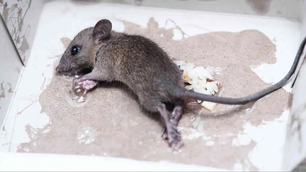 Top News - Rats Burrows and Rats Infestation in Singapore - Glue Trap - Innovative Pest Pte Ltd Top News - Rats Burrows and Rats Infestation in Singapore - Glue Trap