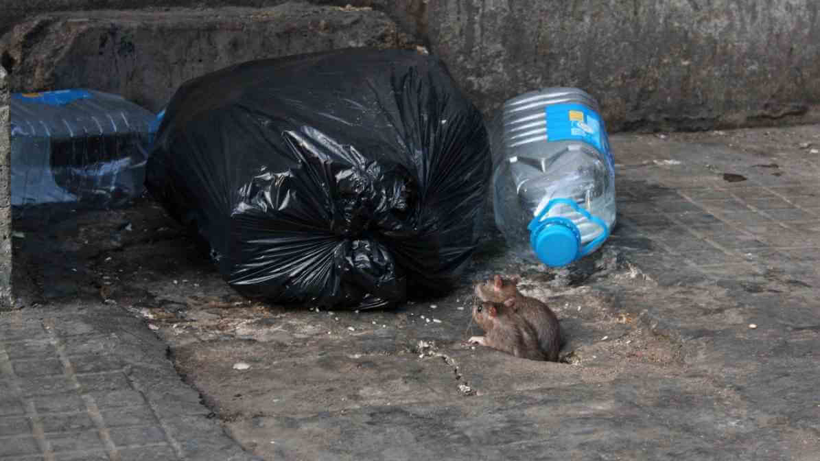 Top News - Rats Burrows and Rats Infestation in Singapore - Improve Waste Management - Innovative Pest Pte Ltd Top News - Rats Burrows and Rats Infestation in Singapore - Improve Waste Management