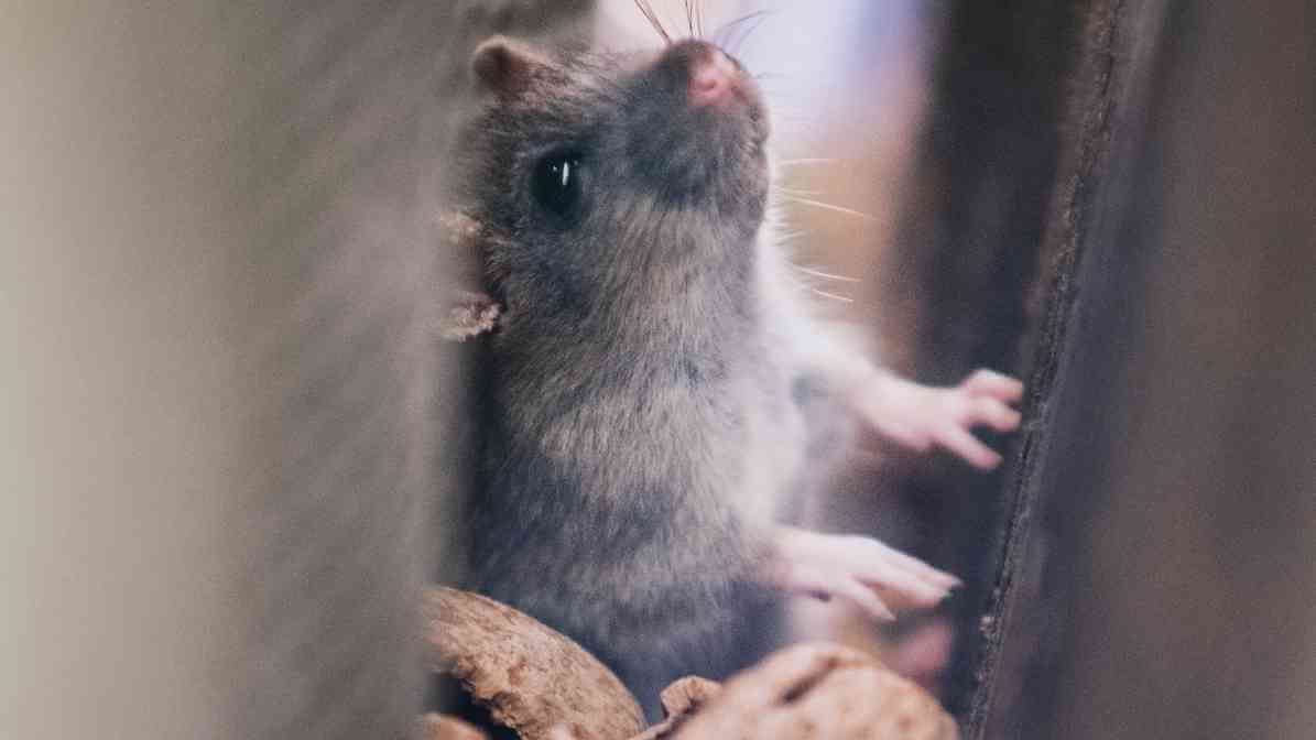 Top News - Rats Burrows and Rats Infestation in Singapore - Reduce Clutter - Innovative Pest Pte Ltd Top News - Rats Burrows and Rats Infestation in Singapore - Reduce Clutter