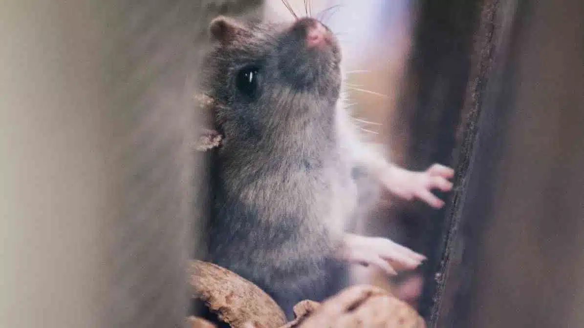 Top News - Rats Burrows and Rats Infestation in Singapore - Reduce Clutter - Innovative Pest Pte Ltd Top News - Rats Burrows and Rats Infestation in Singapore - Reduce Clutter