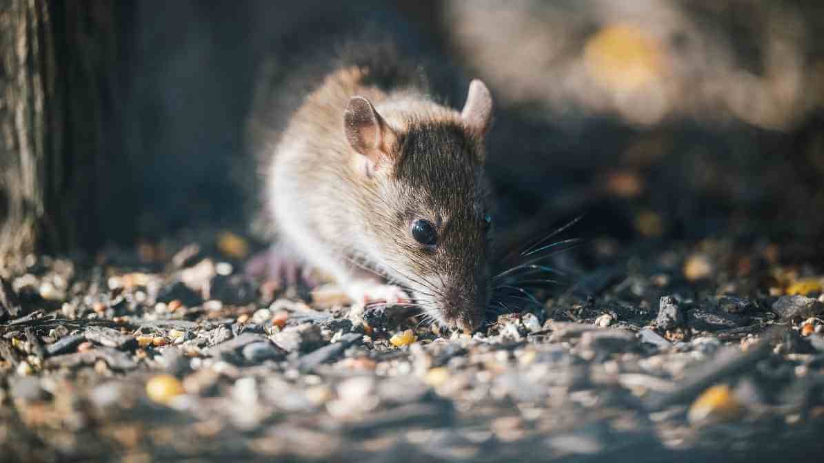 Top News - Rats Burrows and Rats Infestation in Singapore - Remove Food Source - Innovative Pest Pte Ltd Top News - Rats Burrows and Rats Infestation in Singapore - Remove Food Source