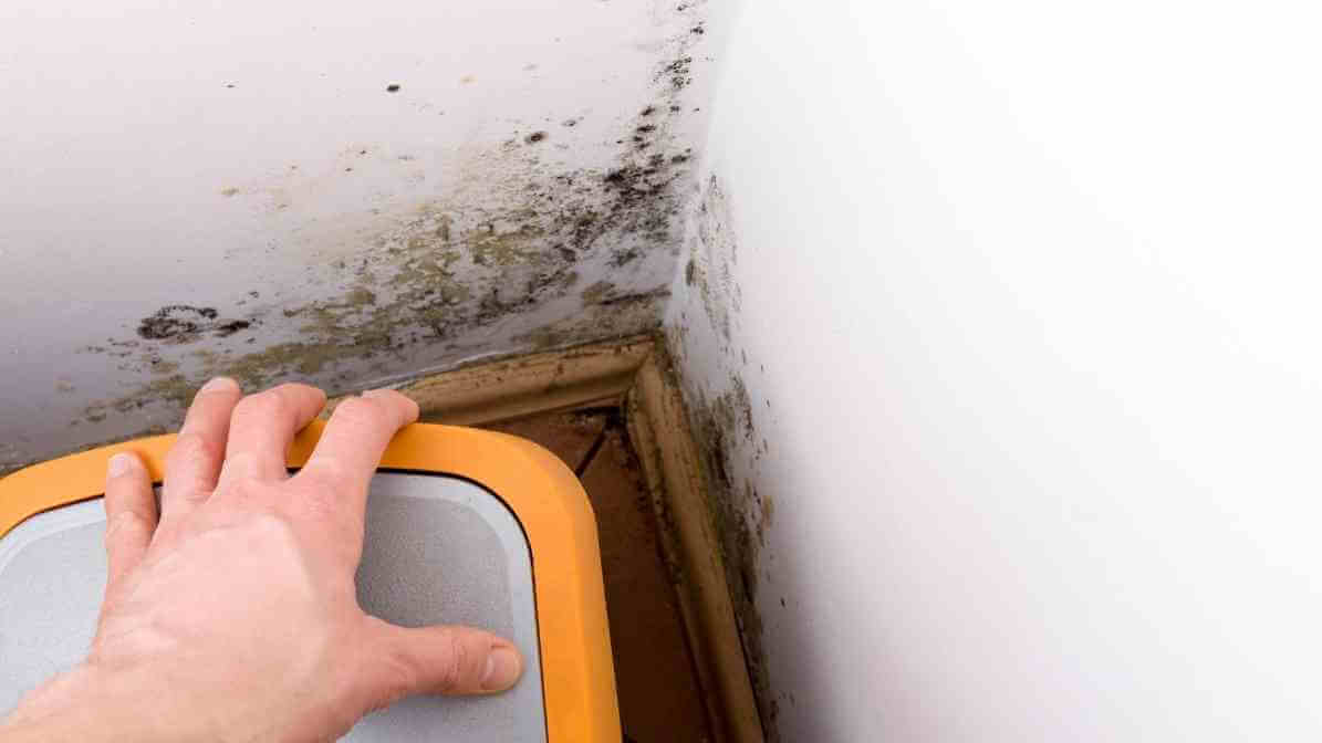 Uncovering Book Lice Infestation to Protect Yourself - Damp Environment