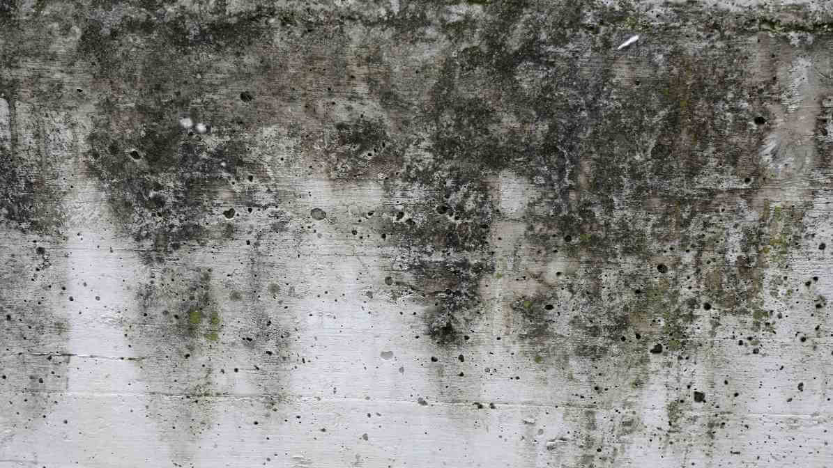 Uncovering Book Lice Infestation to Protect Yourself - High Humidity