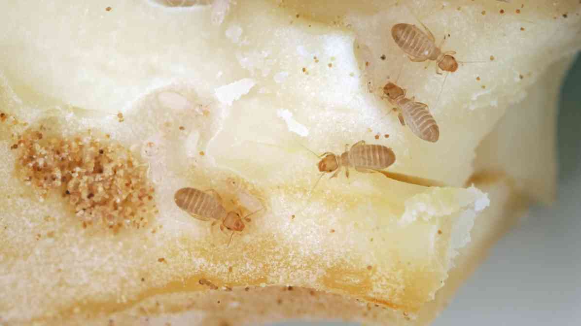 Uncovering Book Lice Infestation to Protect Yourself - Image1