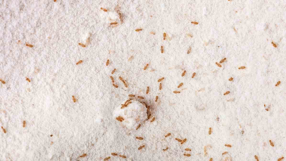 Uncovering Book Lice Infestation to Protect Yourself - Image2