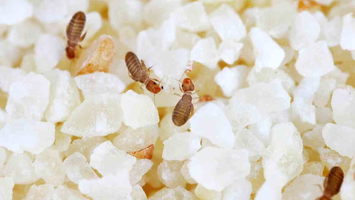 Uncovering Book Lice Infestation to Protect Yourself - Image3