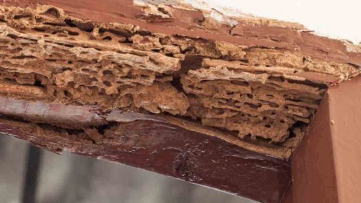 Xterm Termite Bait Singapore - Innovative Pest Pte Ltd