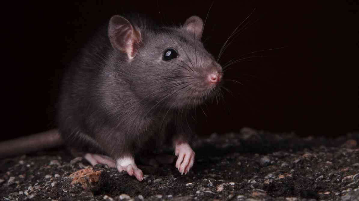 InnoSight Rodent AI Monitor Tracks Precise Rodent Activities - Smart IPM - Innovative Pest Pte Ltd InnoSight Rodent AI Monitor Tracks Precise Rodent Activities - Smart IPM