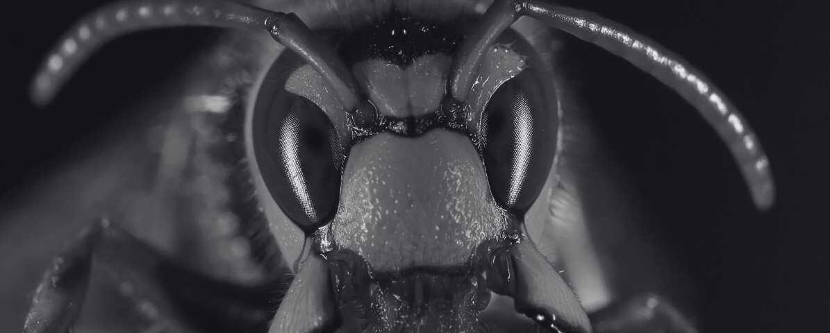 Are Hornet Dangerous Alarming Truth About Hornet Hive