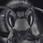 Are Hornet Dangerous Alarming Truth About Hornet Hive - Innovative Pest Pte Ltd Are Hornet Dangerous Alarming Truth About Hornet Hive