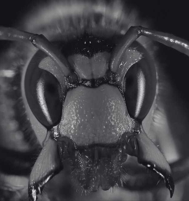 Are Hornet Dangerous Alarming Truth About Hornet Hive