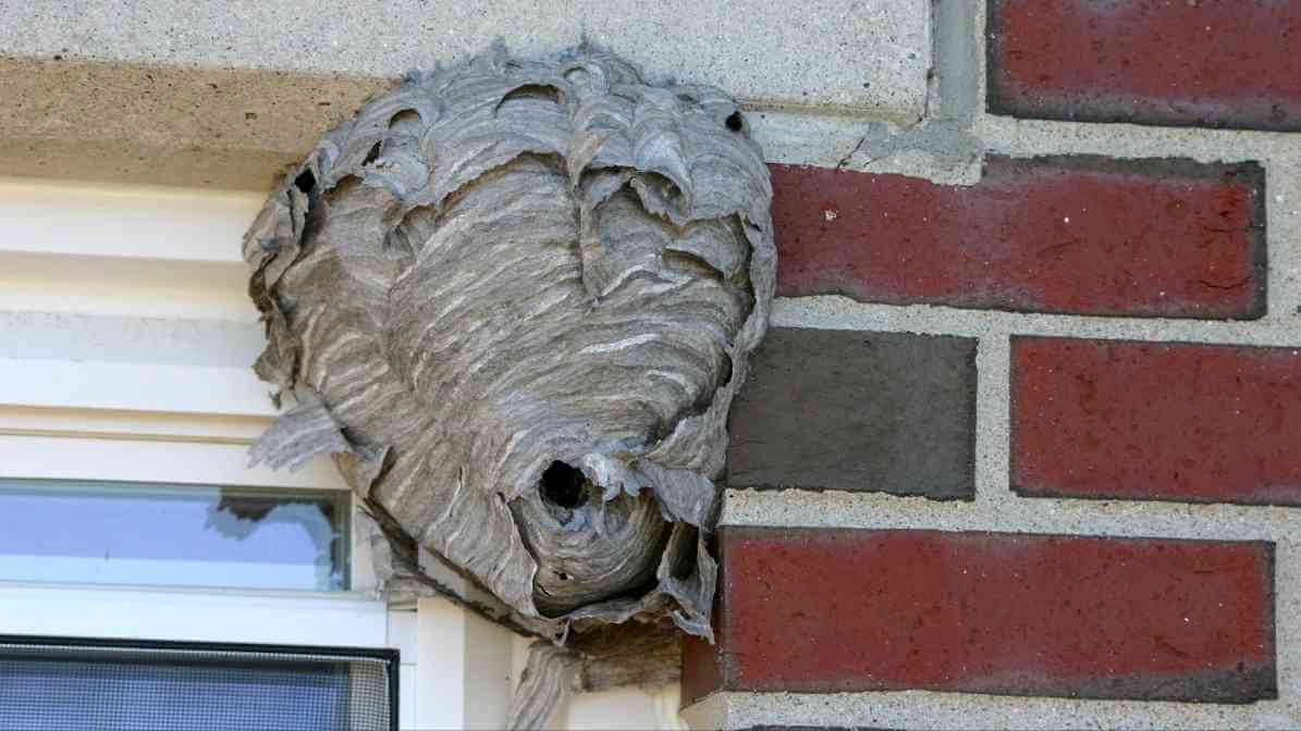 Are Hornets Dangerous Alarming Truth About the Hornet Hive - On Garden Shed - Innovative Pest Pte Ltd