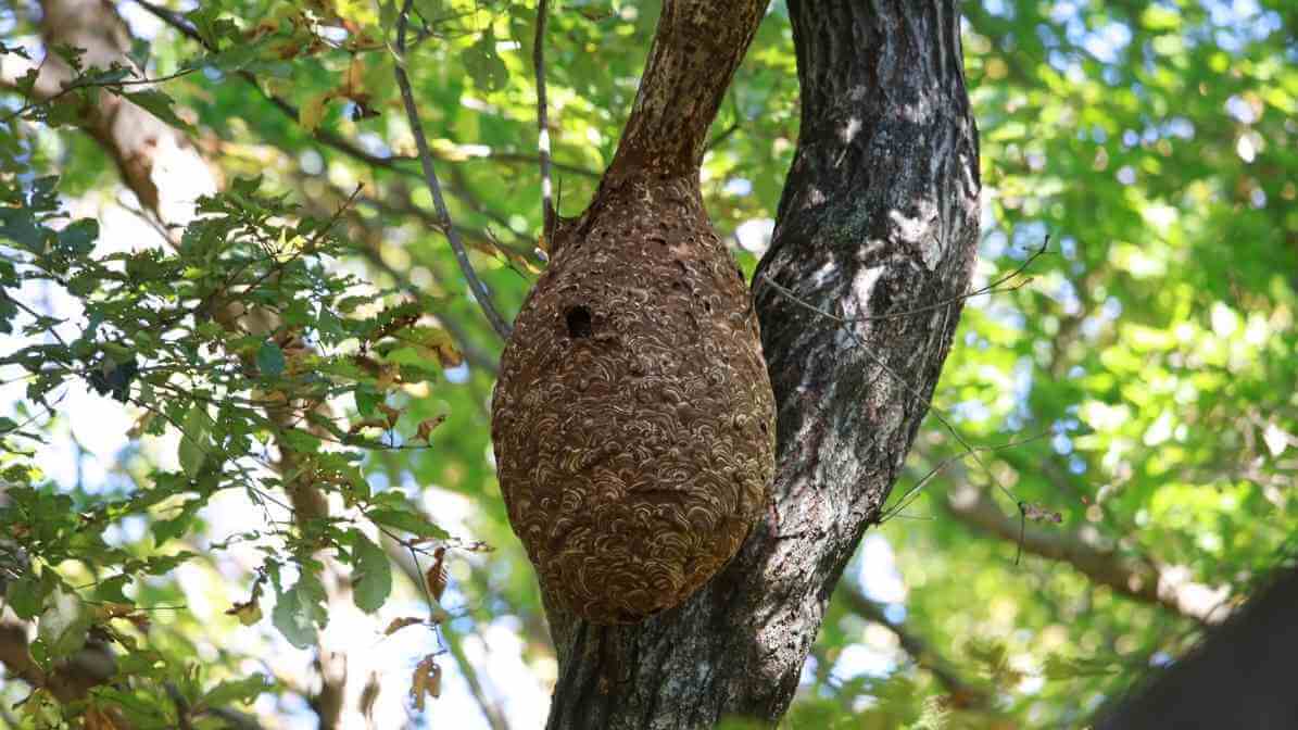 Are Hornets Dangerous Alarming Truth About the Hornet Hive - On Tree Branches - Innovative Pest Pte Ltd Are Hornets Dangerous Alarming Truth About the Hornet Hive - On Tree Branches